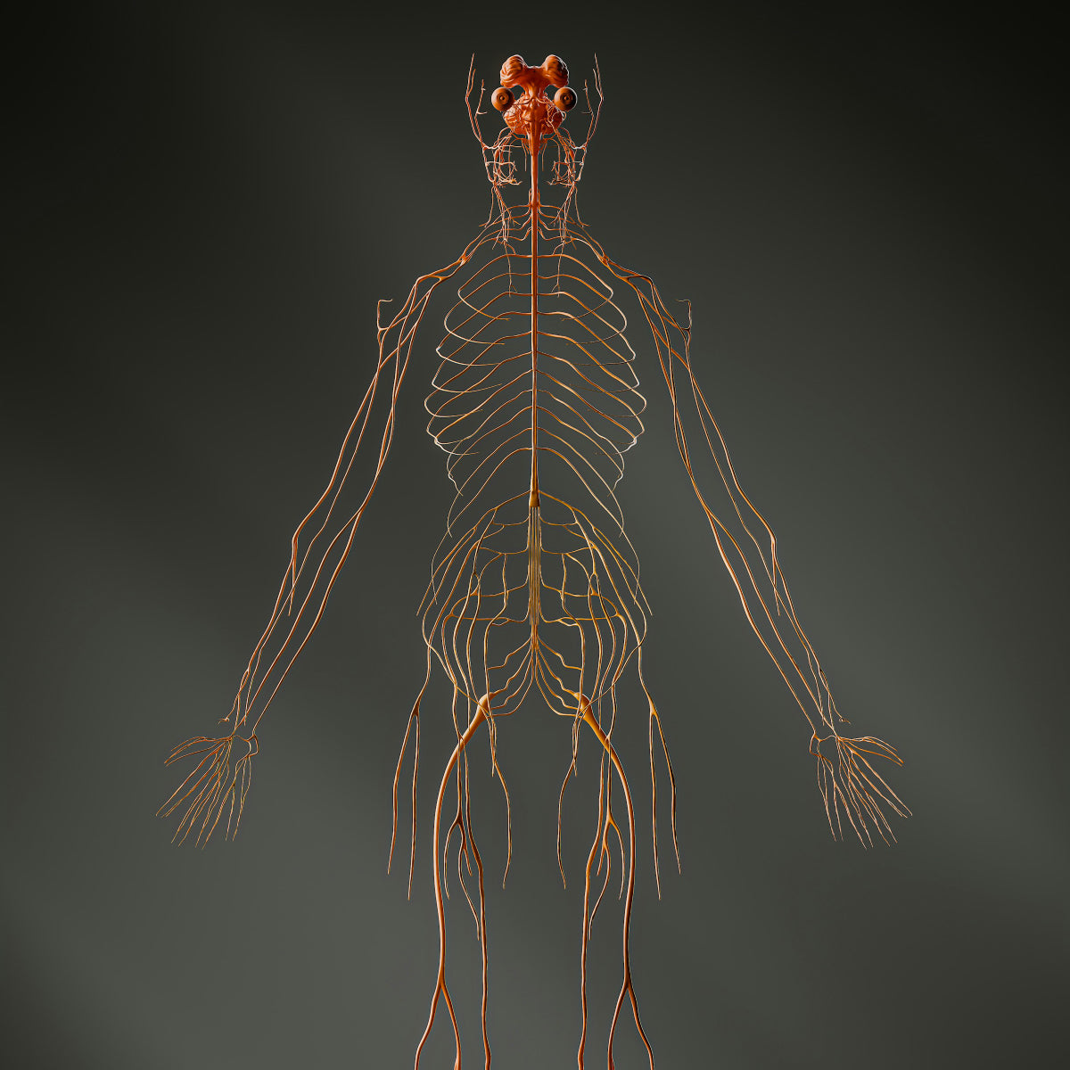 A Strong Vagus Nerve = A Strong Immune System